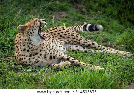 Cheetah Lies Yawning Widely In Short Grass