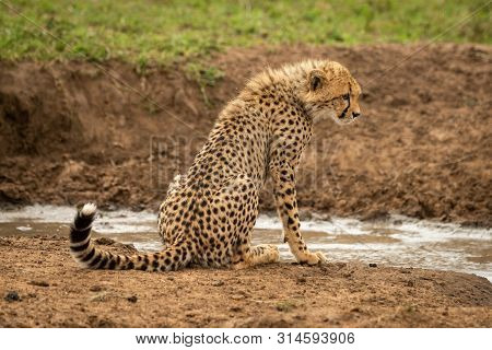 Cheetah Cub Sits By Water Facing Right