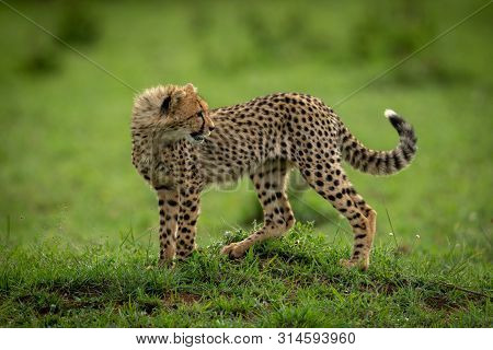 Cheetah Cub Stands On Mound Looking Back