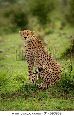 Cheetah Sits On Grass Turning Towards Camera