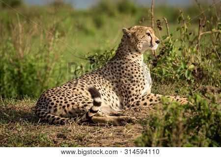 Cheetah Lies On Dirt Bank Raising Head