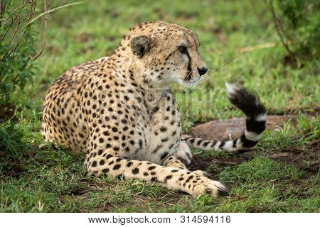 Cheetah Lies By Leafy Bush Facing Right