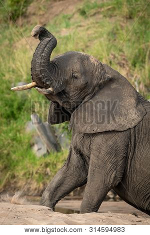 Close-up Of African Bush Elephant Raising Trunk