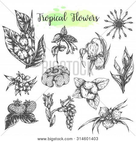 Tropical Flowers And Leaves Isolated Hand Drawn Elements. Botanical Set. Floral Collection Vector Il
