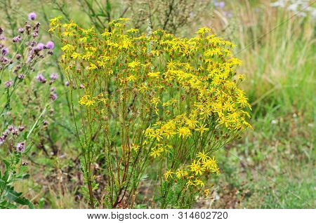 Jacobaea Vulgaris, Senecio Jacobaea, Is A Very Common Wild Flower In The Family Asteraceae. Poisonou