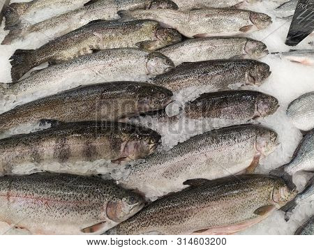 Fresh Fish On Ice Rainbow Trout At Seefood Festival