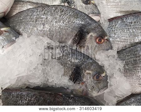 Many Fresh Raw Dorada Fish On White Ice Background. Healthy Food Concept, Top View,