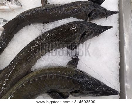 Expensive Sturgeon Fish On The Ice In The Store.