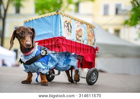 St. Petersburg, Russia - 25 May, 2019: Portrait Dog Of The Dachshund Is Disabled Breed In Costume As
