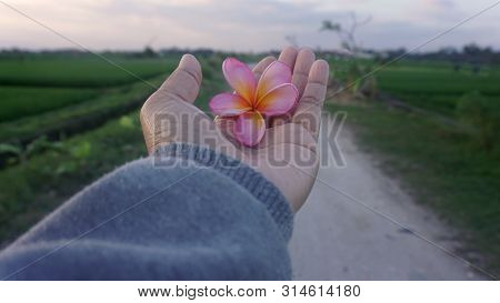 Flower In Hand. Bali Frangipani Flower Pink Color In One Open Hand. Rural Road View Background. Give