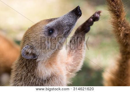 Portrait Of Cute White Nosed Coati, Nasua Narica, Begging For Food, Fighting And Looking At A Camera