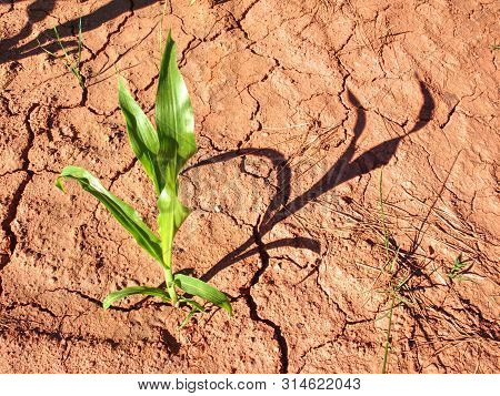 Maize Corn Flowers In Ferric Ground. Fertile Soil. Farm And Field Of Grain Crops. Agriculture.