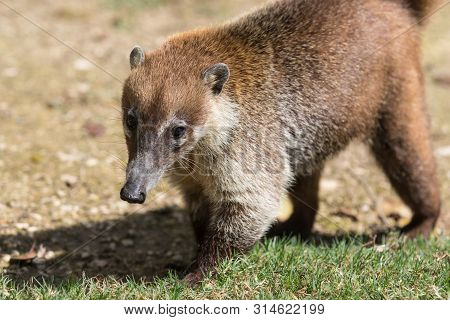 Portrait Of Cute White Nosed Coati, Nasua Narica, Begging For Food, Fighting And Looking At A Camera