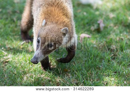Portrait Of Cute White Nosed Coati, Nasua Narica, Begging For Food, Fighting And Looking At A Camera