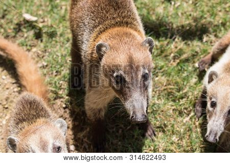 Portrait Of Cute White Nosed Coati, Nasua Narica, Begging For Food, Fighting And Looking At A Camera