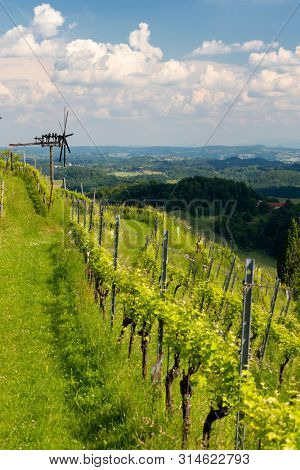vineyard with windmill called klapotetz in south of Styria, Austria