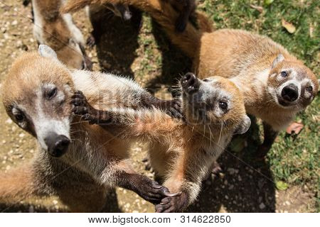 Portrait Of Group Cute White Nosed Coatis, Nasua Narica, Begging For Food, Fighting And Looking At A