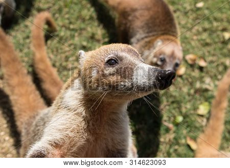 Portrait Of Group Cute White Nosed Coatis, Nasua Narica, Begging For Food, Fighting And Looking At A