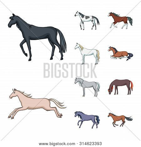 Vector Design Of Animal And Stallion Sign. Set Of Animal And Farm Vector Icon For Stock.
