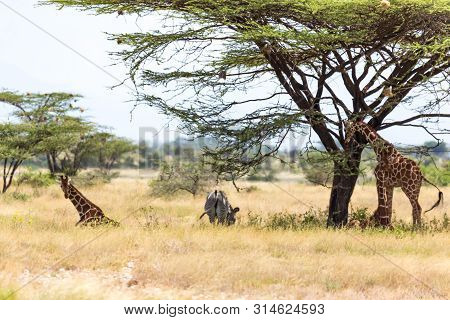 The Giraffes And A Gravy Zebra Under The Crown Of A Shady Tree
