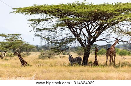 Giraffes And A Gravy Zebra Under The Crown Of A Shady Tree