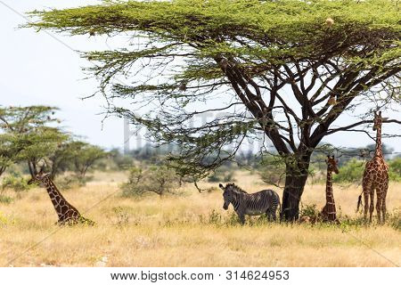 Giraffes And A Gravy Zebra Under The Crown Of A Shady Tree