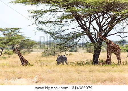 Giraffes And A Gravy Zebra Under The Crown Of A Shady Tree