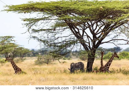 Giraffes And A Gravy Zebra Under The Crown Of A Shady Tree