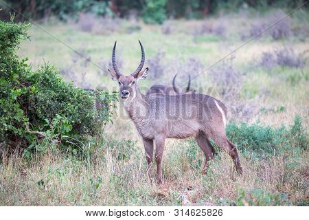 The Waterbuck Stands In The Savanna Watching You