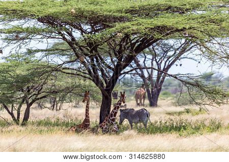 Giraffes And A Gravy Zebra Under The Crown Of A Shady Tree