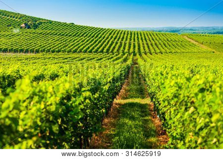 wineyard near Villany in Hungary