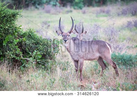 The Waterbuck Stands In The Savanna Watching You