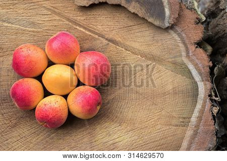 Organic Apricots On Wooden Background Assembled In The Form Of Flower, Flat Lay Photography