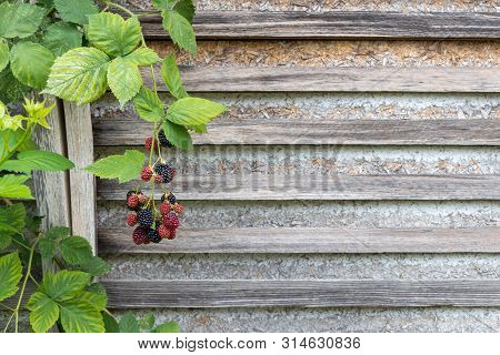 Blackberries On A Branch On The Left Side Of The Picture. Wooden Laths Background