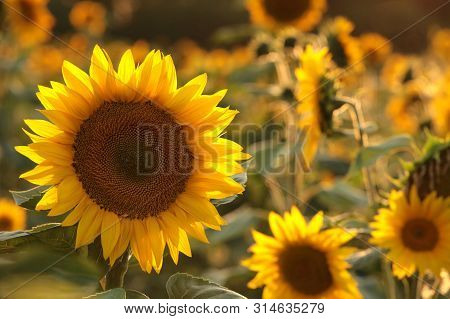 Sunflower Nature field Nature background Nature Sunflowers Nature flower Nature flower garden flower Nature background Nature flower Nature sunset Nature flower background flower sunrise Nature background flower Nature flower sun flower Nature background.