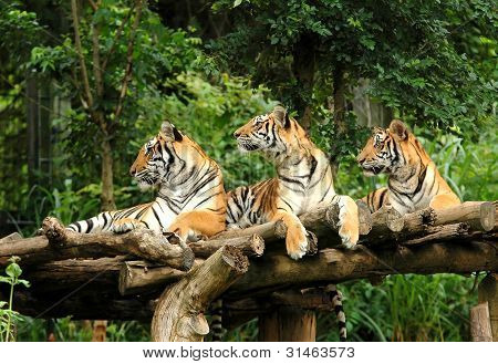 Bengálský tygr v chiang mai noční safari