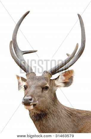 Detta är sambar deer i chiang mai night safari