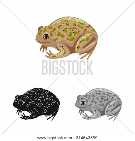Vector Design Of Toad And Tropical Logo. Collection Of Toad And Green Vector Icon For Stock.