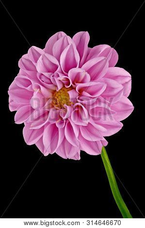 Dahlia From The Front On A Black Background - Edgewise - Centert - Isolated As A Background