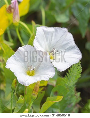 Convolvulus Arvensis - Bindweed Field, Wild Meadow Flower Vine. Two Flowers Of Bindweed Bellflower C