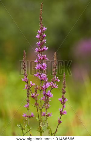 สีม่วง Loosestrife