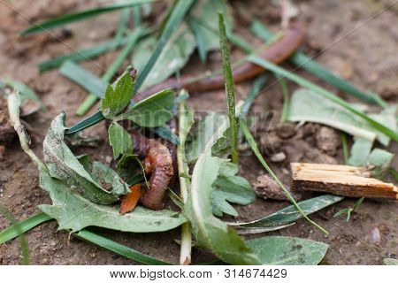 Worm On The Ground In The Grass