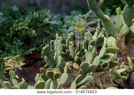 Cactus Opuntia Leucotricha Plant With Spines Close Up. Green Plant Cactus With Spines And Dried Flow