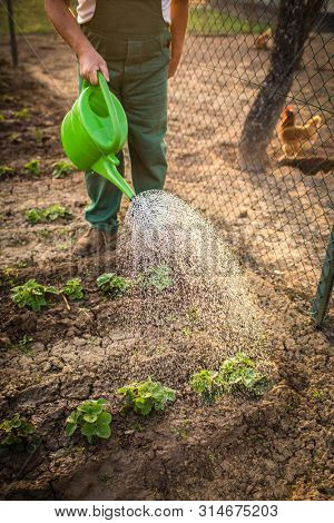 Senior man gardening in his garden, on a lovely spring day (color toned image)