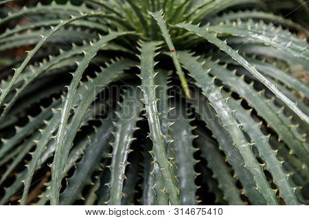 A Plant Of Hechtia Texensis Originally From Mexico, Green Latin American Shrub With Long Spiky Leave