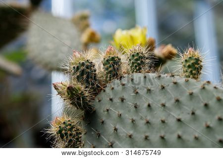 Cactus Opuntia Leucotricha Plant With Spines Close Up. Green Plant Cactus With Spines And Dried Flow