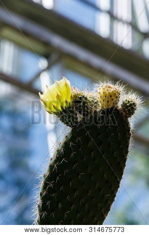 Cactus Opuntia Leucotricha Plant With Spines Close Up. Green Plant Cactus With Spines And Dried Flow
