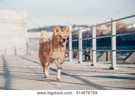 Happy Mixbreed Dog Running Along The Quay