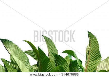 Elephant Apple Tree Leaves On White Isolated Background For Green Foliage Backdrop