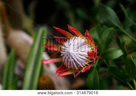 King Protea Or Protea Cynaroides The National Flower Of South Africa